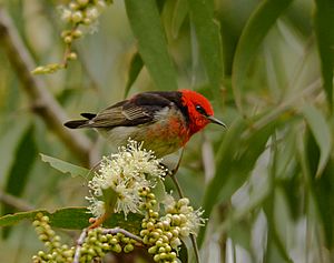 Myzomela sanguinolenta -Brisbane, Queensland, Australia -male-8