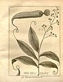 Nepenthes distillatoria - Thesaurus zeylanicus (1737)