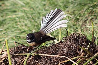 New Zealand Fantail or Piwakawaka 02