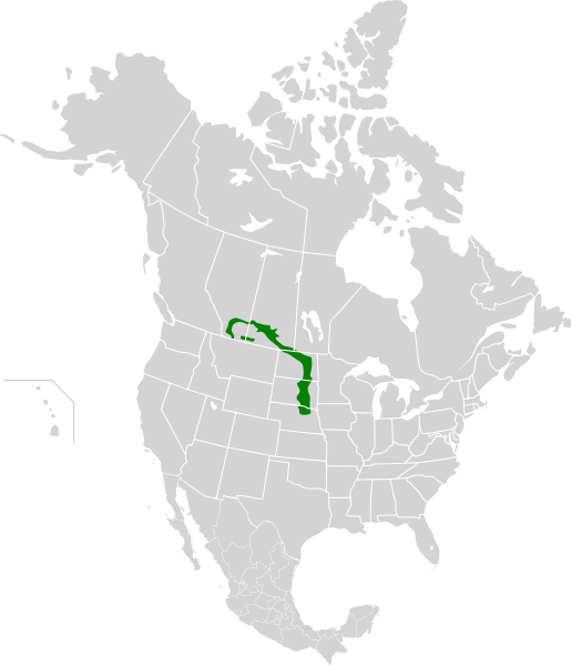 Northern Mixed Grasslands