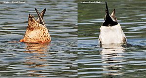 Northern Pintails (Male & Female)- Up-ending I 342
