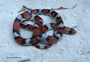 Northern Scarlet Snake, Cemophora coccinea copei, N. Florida