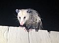 Opossum (Mar 2021)