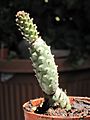 Opuntia diademata inermis 2