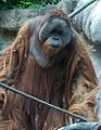 OrangutanP1
