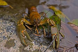 Rusty crayfish Facts for Kids