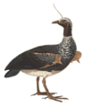 Palamedra cornuta white background