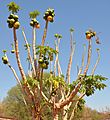 Papaya trees in South Africa