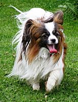 Papillon running (cropped)