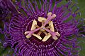 Passion Flower Passiflora Flower 3008px