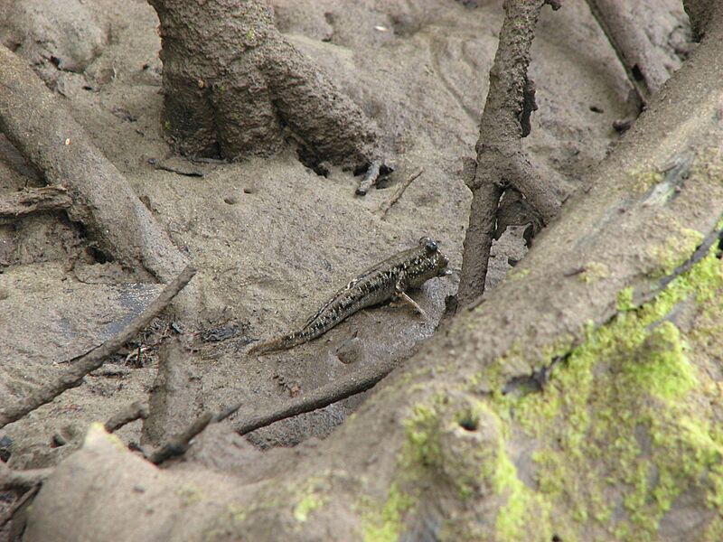 Periophthalmus argentilineatus