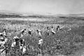 PikiWiki Israel 3290 Picking Cotton