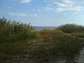 Pine Neck Grass Dunes