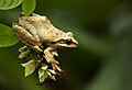 Polypedates maculatus Calicut