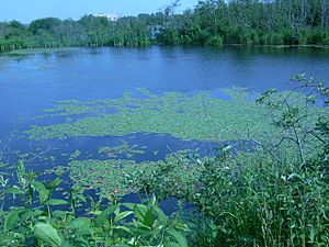 Ponds along Attikamek Trail at Sault Ste. Marie Canal NHS
