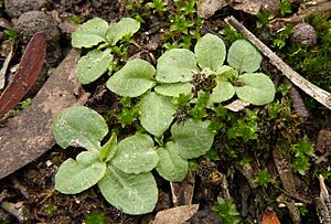 Pterostylis concinna rosette