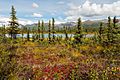 Refugio Nacional de Vida Silvestre Tetlin, Alaska, Estados Unidos, 2017-08-24, DD 21