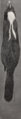 Revision of the skunks of the genus Chincha (1901) pl. 2 M. m. mesomelas