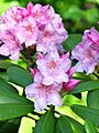 Rhododendron catawbiense 01