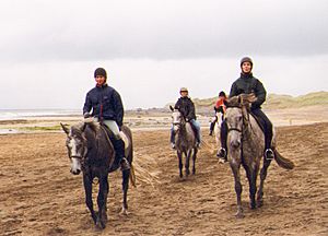 Riders connemaras on the beach
