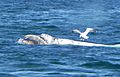 Right whale partial albino calf being attacked by a seagull (cropped)