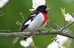 RosebreastedGrosbeak08.jpg