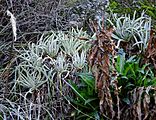 San Gabriel Mountains dudleya imported from iNaturalist photo 2825459 on 21 December 2021