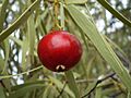 Santalum acuminatum fruit1