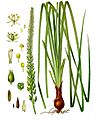 Schoenocaulon officinale - Köhler–s Medizinal-Pflanzen-262