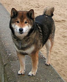 are shiba inus good with kids