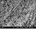 Short-peptide-based hydrogel, electron microscope image