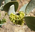 Simmondsia chinensis male flower