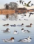 Smew from the Crossley ID Guide Britain and Ireland