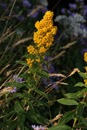 Solidago lepida 3531.JPG