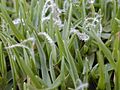 Starr 020911-0028 Pennisetum clandestinum