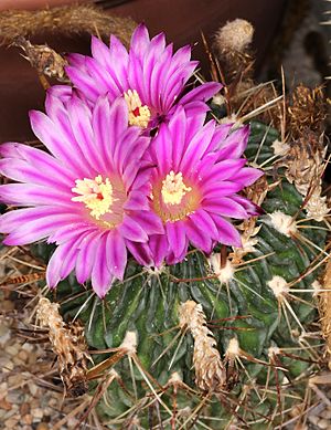 Stenocactus multicostatus pm