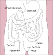 Stomach colon rectum diagram-en