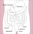 Stomach colon rectum diagram-en