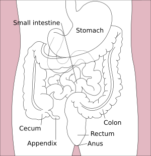 Stomach colon rectum diagram-en