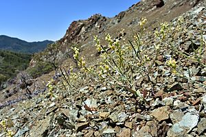 Streptanthus vernalis.jpg