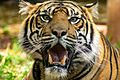 Sumatran tiger at Paignton Zoo