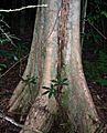 Syzygium corynanthum - Boorganna Nature Reserve