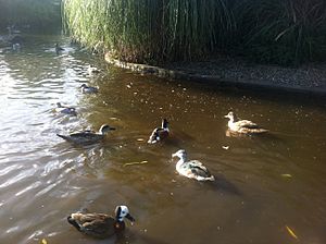 The ornamental duck pool at Castle Espie 2013-10-31 22-14.jpg