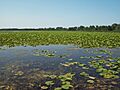 Tobico Marsh