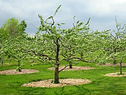 Tower Hill Botanic Garden - orchard