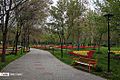 Tulips in Mellat park of Mashhad 2020-04-10 04