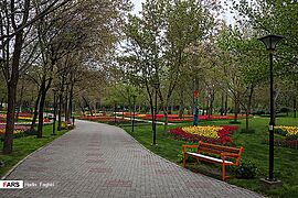 Tulips in Mellat park of Mashhad 2020-04-10 04