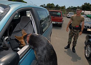 US Navy 070329-N-4965F-004 Military working dog, Arpi, a 5-year-old German Shepherd, locates hidden explosives inside of a car during a training