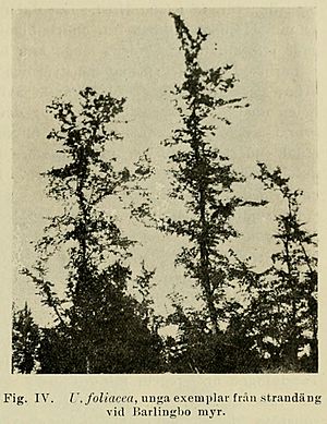 Ulmus foliacea, young specimens from the meadow at Barlingbo marsh.jpg