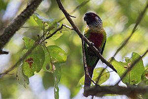 Venezuelan Parakeet - Perico Pintado ( Pyrrhura picta emma) (15839019737) (2).jpg